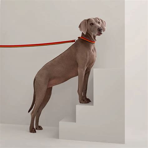 hermes dog wholesale|hermes dogs for sale.